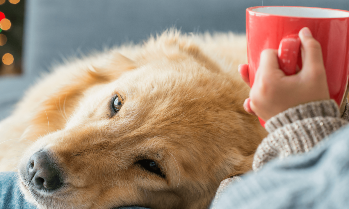 Webinar Hunde Stress beim Hund und Stressmanagement